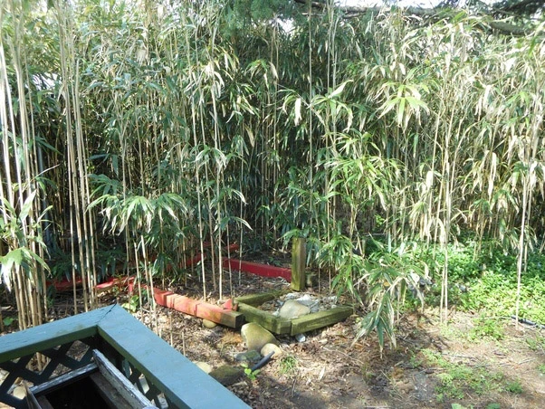 bambus prije